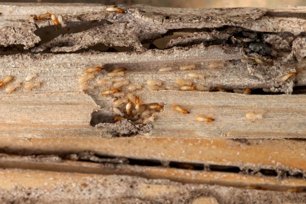 Best Insect Control  in Venice, IL