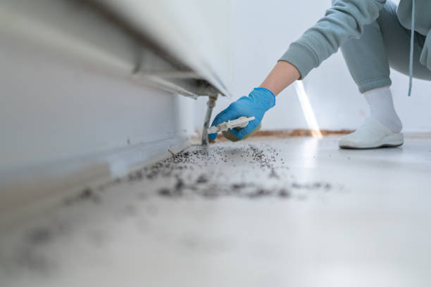 Best Affordable Pest Control Services  in Venice, IL